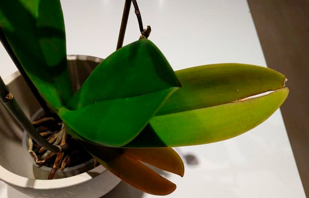 Bakit Nabibitak ang Dahon ng Orchid? Mga Sanhi at Solusyon